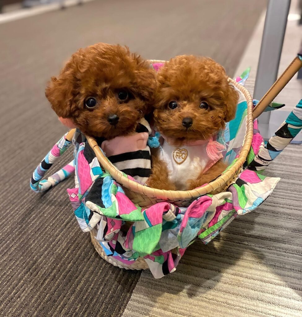 toy poodle lovers