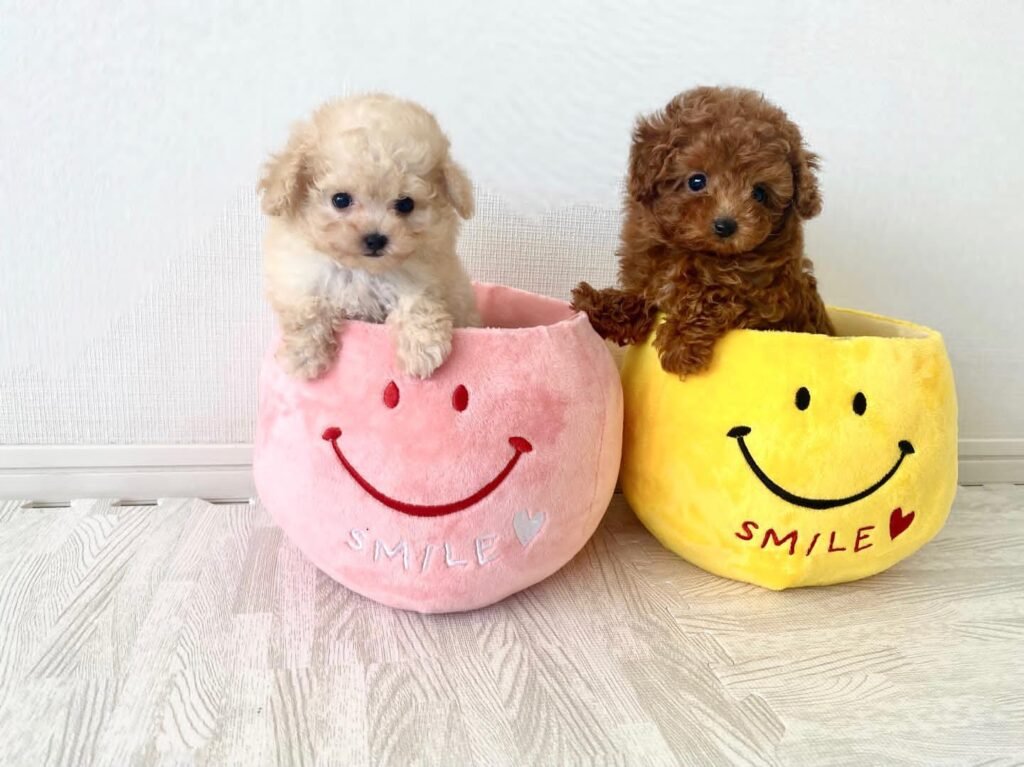toypoodlelovers.com