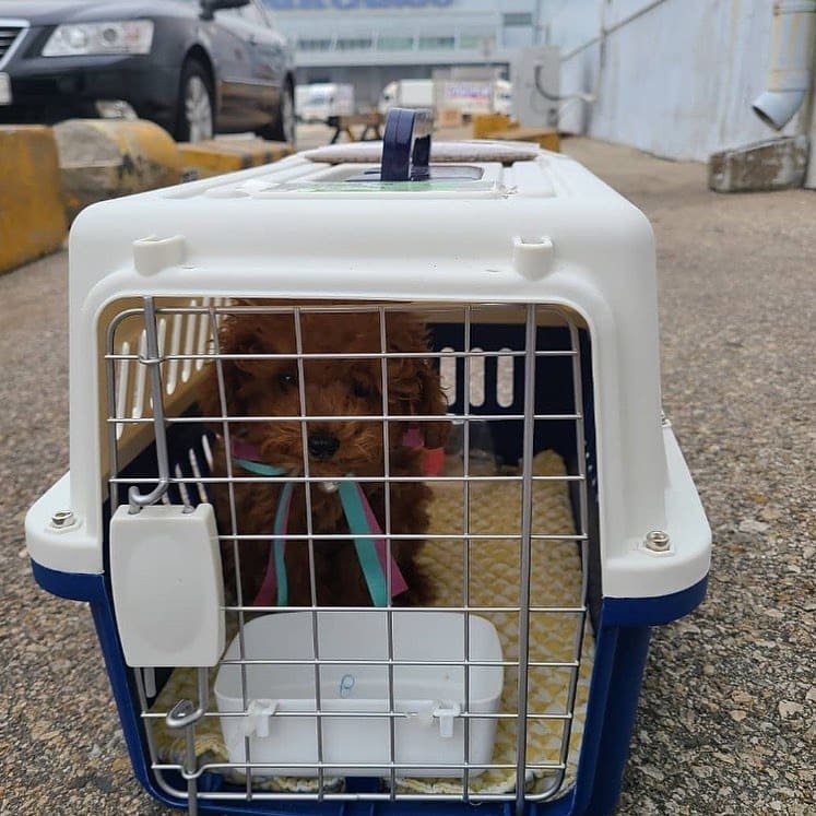 Puppy Pickup & Delivery